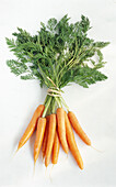 One bunch of carrots on a light background