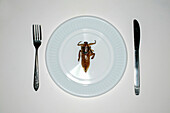 Overhead view of insect in plate for dinner