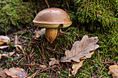 Boletus (essbarer Pilz) auf Waldboden