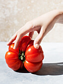 Close-up of hand touching large red tomato