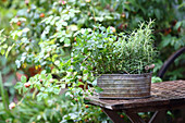 Kitchen herbs in a metal container on a garden table