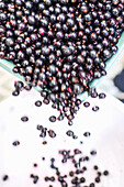 Blackcurrants dropped into a bowl