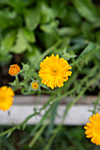 Flowering calendula in the garden