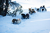 Hundeschlittenfahrt, Angaka Village nordique, Plateau de Beille, bei Les Cabannes, Département Ariège, Pyrenäen, Okzitanien, Frankreich