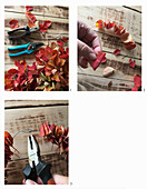 Making an autumn wreath from the leaves of a smoketree (Cotinus)
