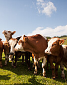 Cows in meadow