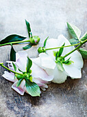 White peonies on a stone background