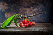 Twig with cherries