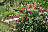 Duftende Platterbse (Lathyrus odoratus) blüht im Garten