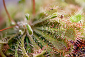 Cape sundew, leaves, (Drosera capensis, ), Cape sundew