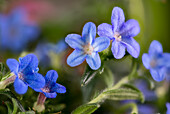 Blue flowers of stoneseed (Lithospermum, Lithospermum sp.)