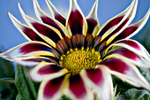 Bicolored flower of noonday gold, gazaniahybrid, African daisies, (Gazania) inflorescence