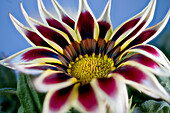 Zweifarbige Blüte des Mittagsgold, Gazaniahybride, Gazanie, (Gazania) Blütenstand