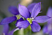 Sternenblume, australische Glockenblume (Isotoma axillaris)