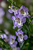 Narrowleaf Angelon, (Angelonia angustifolia), purple flowers