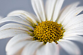 Oxeye daisy (Leucanthemum vulgare), single flower