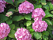 Blühende Hortensien (Hydrangea) im Garten