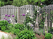 Leek flowers (Allium) and roses in front of wooden fence in the garden