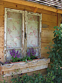 Summer snapdragon (Angelonia Angustifolia) in front of Shabby window on wooden house