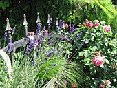 Blühender Lavendel und Rosen im Garten (Lavandula)