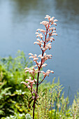 Blühendes Schaublatt (Rodgersia) am Seeufer