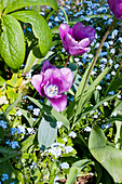 Tulpen im Garten (Tulipa)