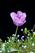 Tulpe vor schwarzer Hintergrund (Tulipa)