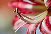 Amaryllis (Hippeastrum), single flower