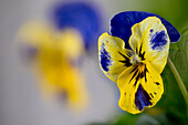 Hornveilchen, (Viola cornuta), Gartenform