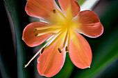 Blüte der Klivie, Riemenblatt (Clivia miniata)