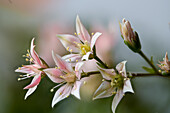 Blühende Echerverie (Echeveria sp.) Blütenstand, Crassulaceae