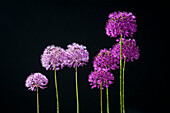 Zierlauch (Allium), Sternkugellauch, einzelne Blüten