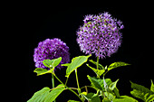 Zierlauch (Allium), Sternkugellauch, Blüten