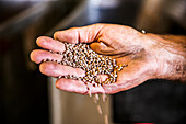Organic lentils in a farmer's hand