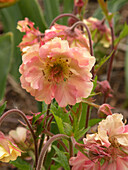Nelkenwurz (Geum Cocktail 'Mai Tai'), lachsfarbene Blüten im Garten