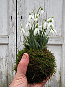 Schneeglöckchen (Galanthus) mit Moosballen