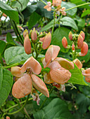 Blühende Bohnenpflanze