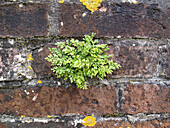 Wall fern growing between bricks