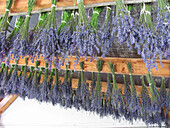 Lavendelblüten zum Trocken aufgehängt (Lavandula)