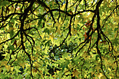 A deciduous tree in autumn