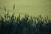 Wheat field (Italy)
