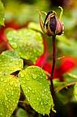 Rosa 'Black Baccara' rose bud & foliage