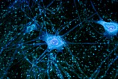 Nerve cells, light micrograph