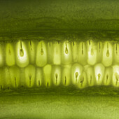 Cucumber (macro photo)