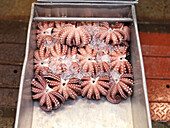 Fresh octopus at the Tsukiji fish market in Tokyo, Japan