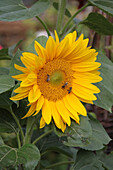 Sonnenblume mit Bienen, (Helianthus annuus)