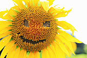 Sonnenblume mit Gesicht, (Helianthus annuus)