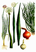 Verschiedene Arten der Zwiebel (Cepa alba, ascalonica, longa, sectilis), digital retuschierte Illustration