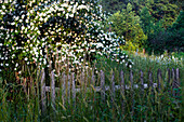 Flowering bush daisy, (Montanoa hibiscifolia) shrub in the garden
