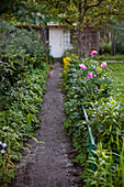Narrow garden path with peonies in the flowerbed